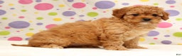Cavapoo dogs for sale: Abbigail - Ad 5