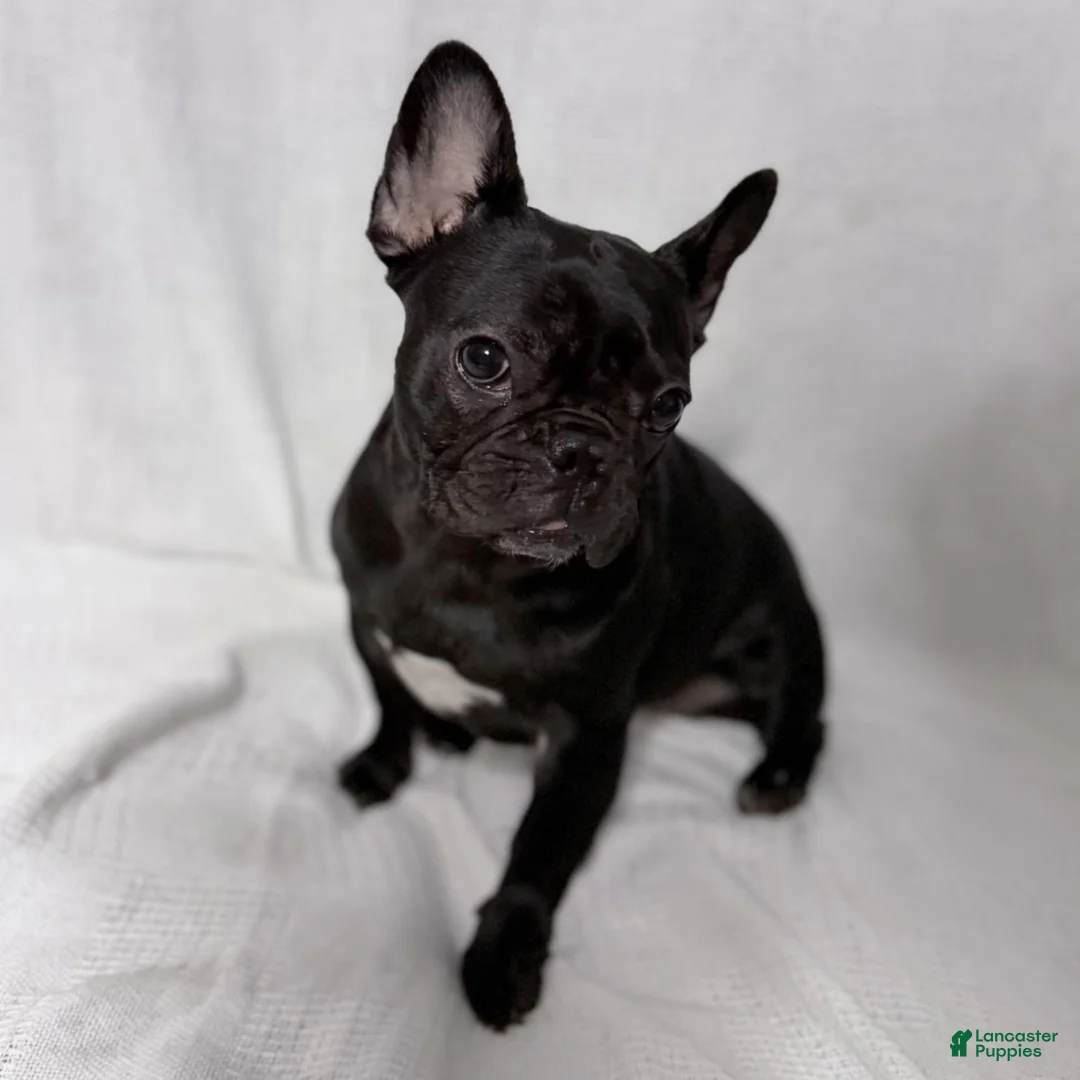 French Bulldog dogs for sale: Coco - Ad 14