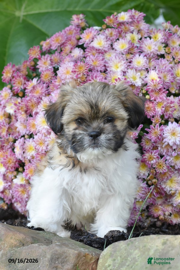 Shih Tzu dogs Buster - Ad 1