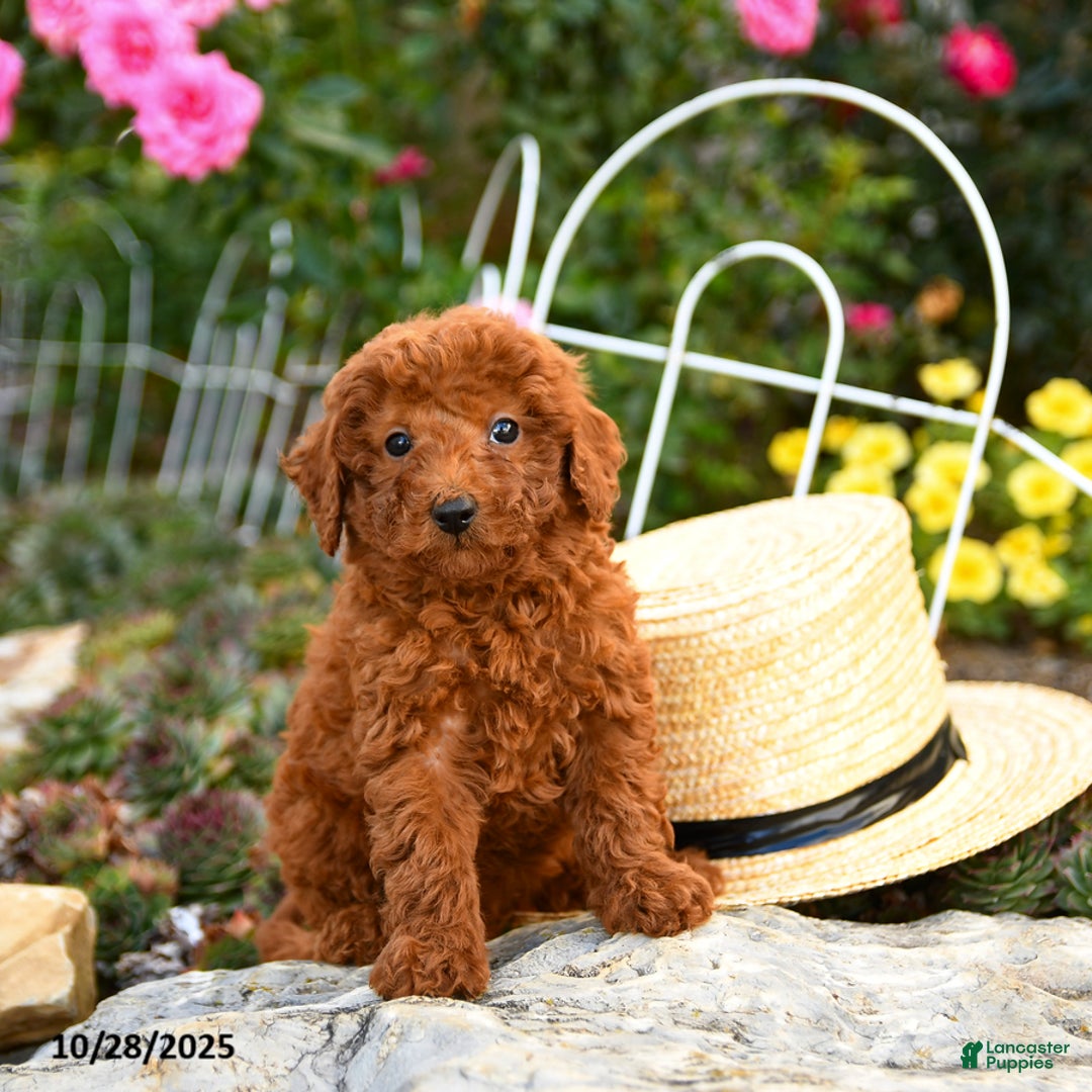 Miniature Poodle dogs for sale: Trixie - Ad 5