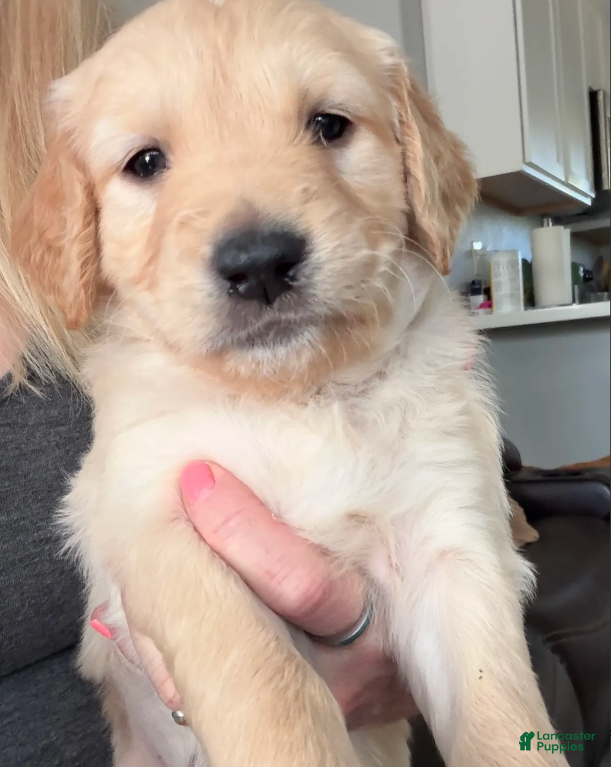 Golden Retriever dogs Little Girl Pink - Ad 1