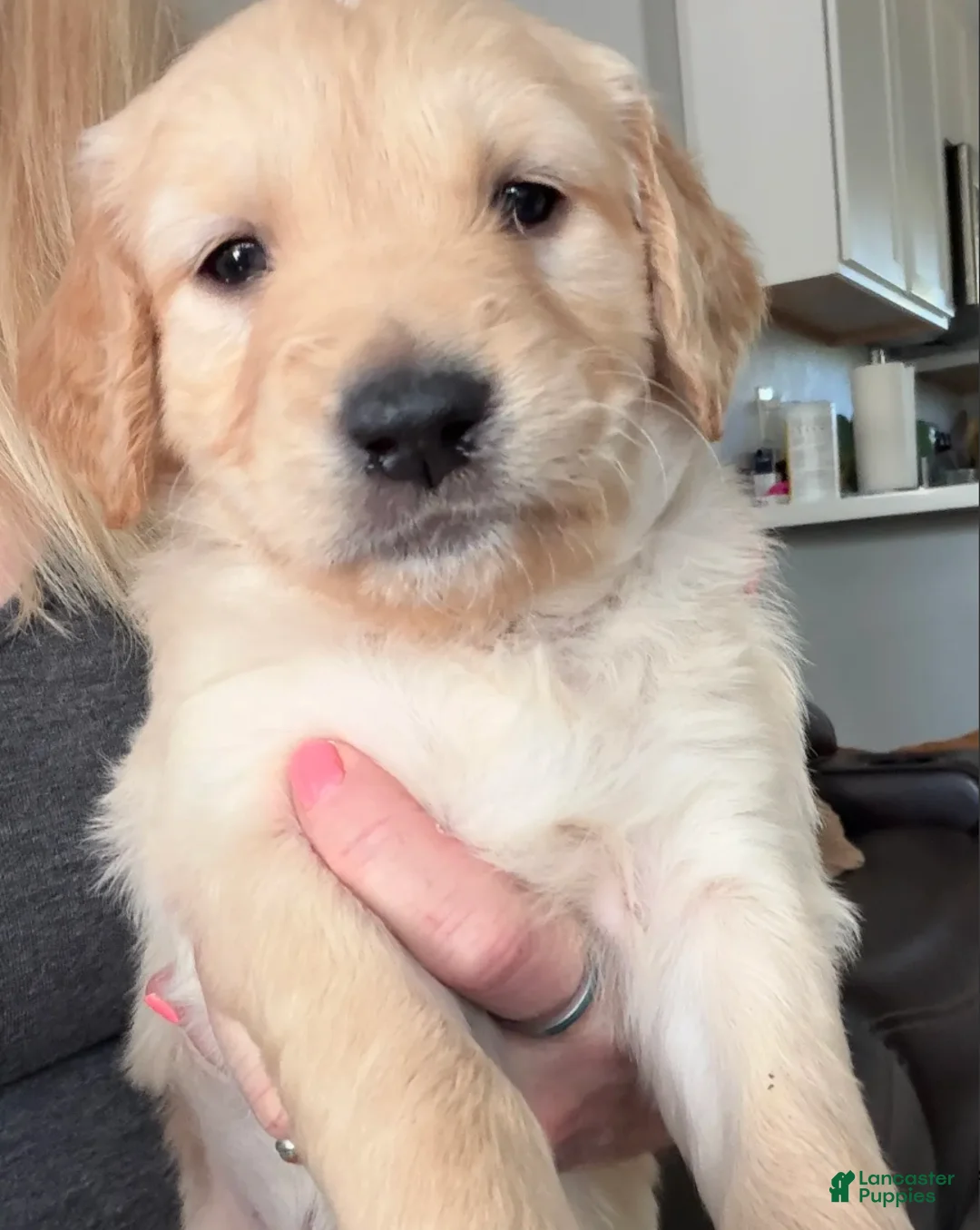 Golden Retriever dogs for sale: Little Girl Pink - Ad 1