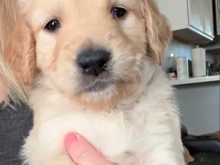 Golden Retriever dogs for sale: Little Girl Pink - Ad 2