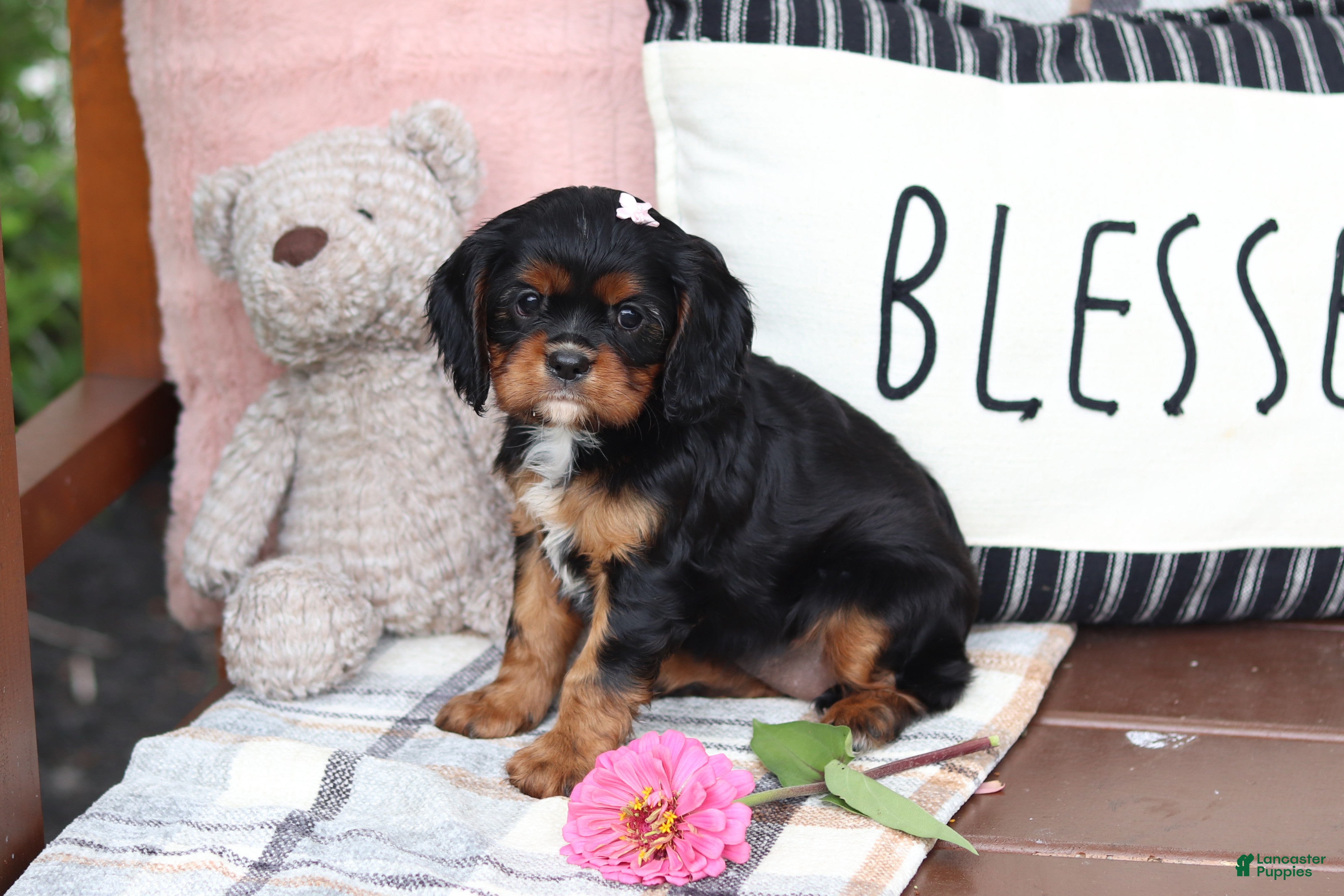 Cavalier King Charles Spaniel dogs Missy - Ad 2