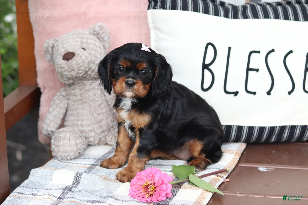 Cavalier King Charles Spaniel dogs for sale: Missy - Ad 2