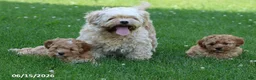 Shihpoo dogs for sale: Tigger - Ad 8