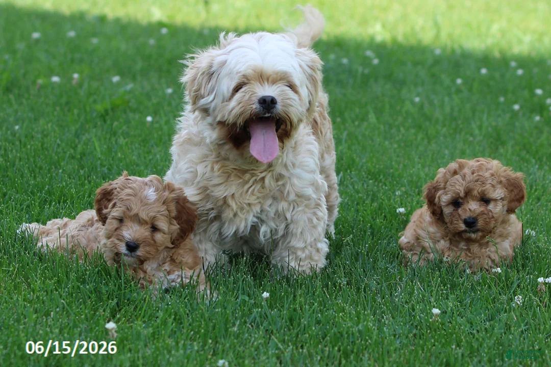 Shihpoo dogs for sale: Tigger - Ad 8