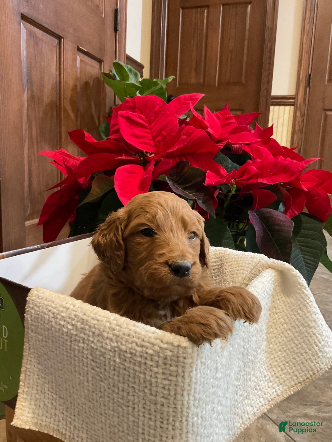 Goldendoodle dogs for sale: Goldendoodle Puppy 2 - Ad 2