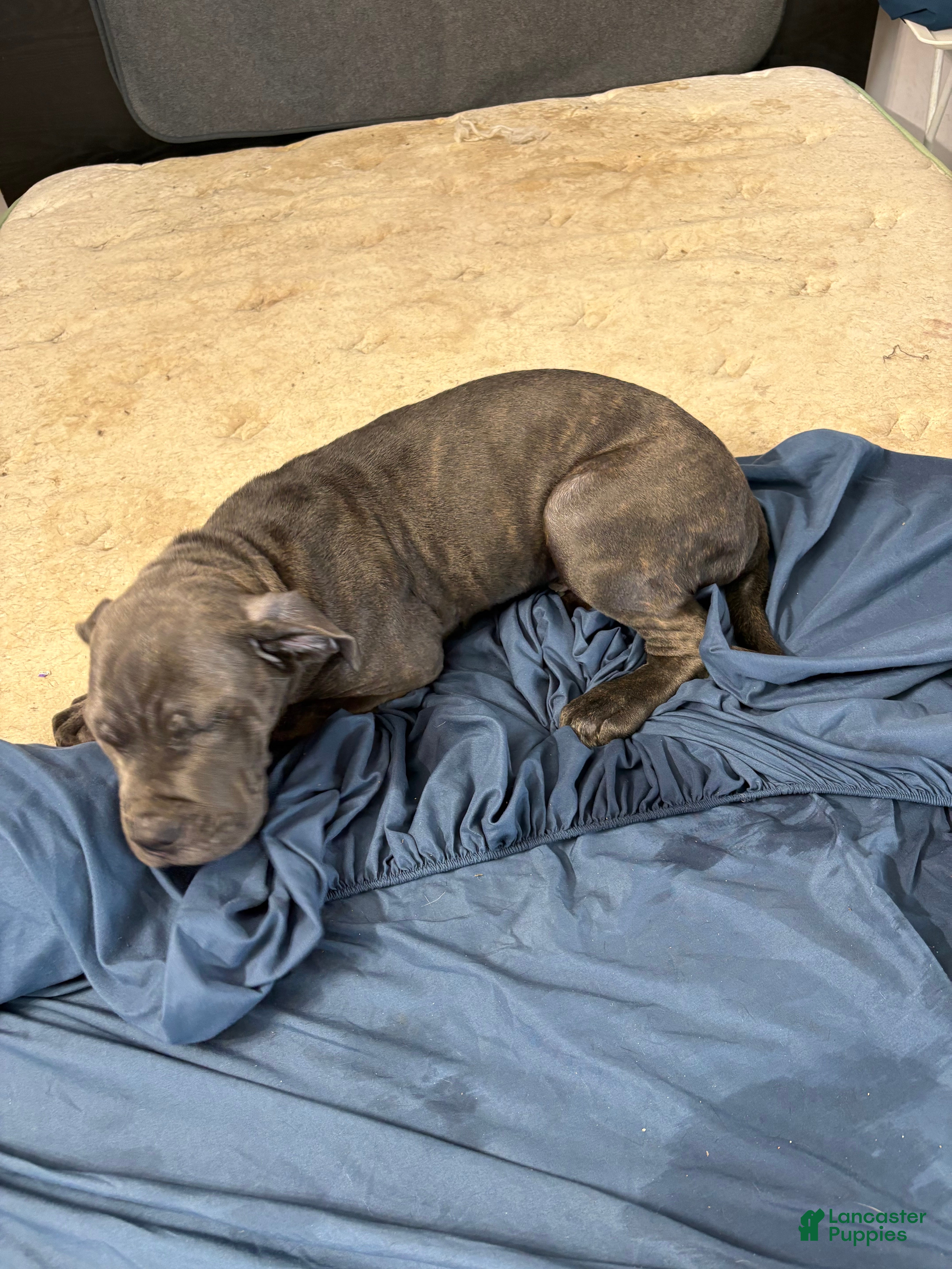 Mixed Breed dogs Mixed Breed Puppy 2 - Ad 2