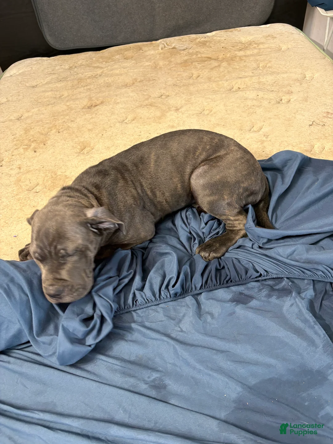 Mixed Breed dogs for sale: Mixed Breed Puppy 2 - Ad 2