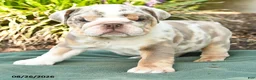 English Bulldog dogs for sale: Scout - Ad 4