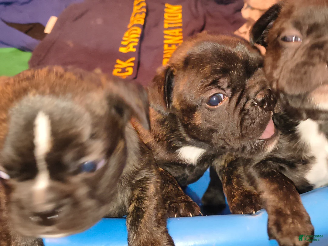 Frenchton dogs for sale: Frenchton Puppy 2 - Ad 2