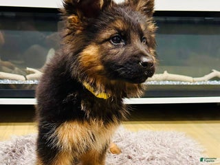 German Shepherd dogs - Ad 10