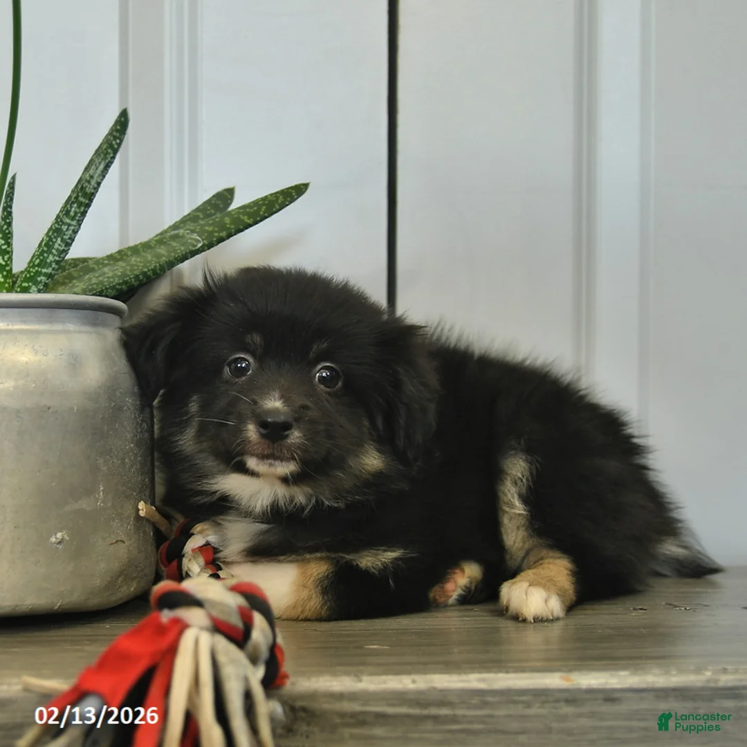 Miniature Australian Shepherd dogs for sale: Charlotte - Ad 3