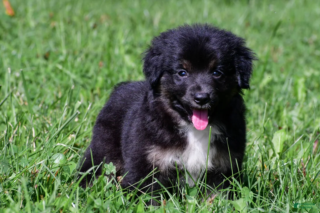 Miniature Australian Shepherd dogs for sale: Ian - Ad 1