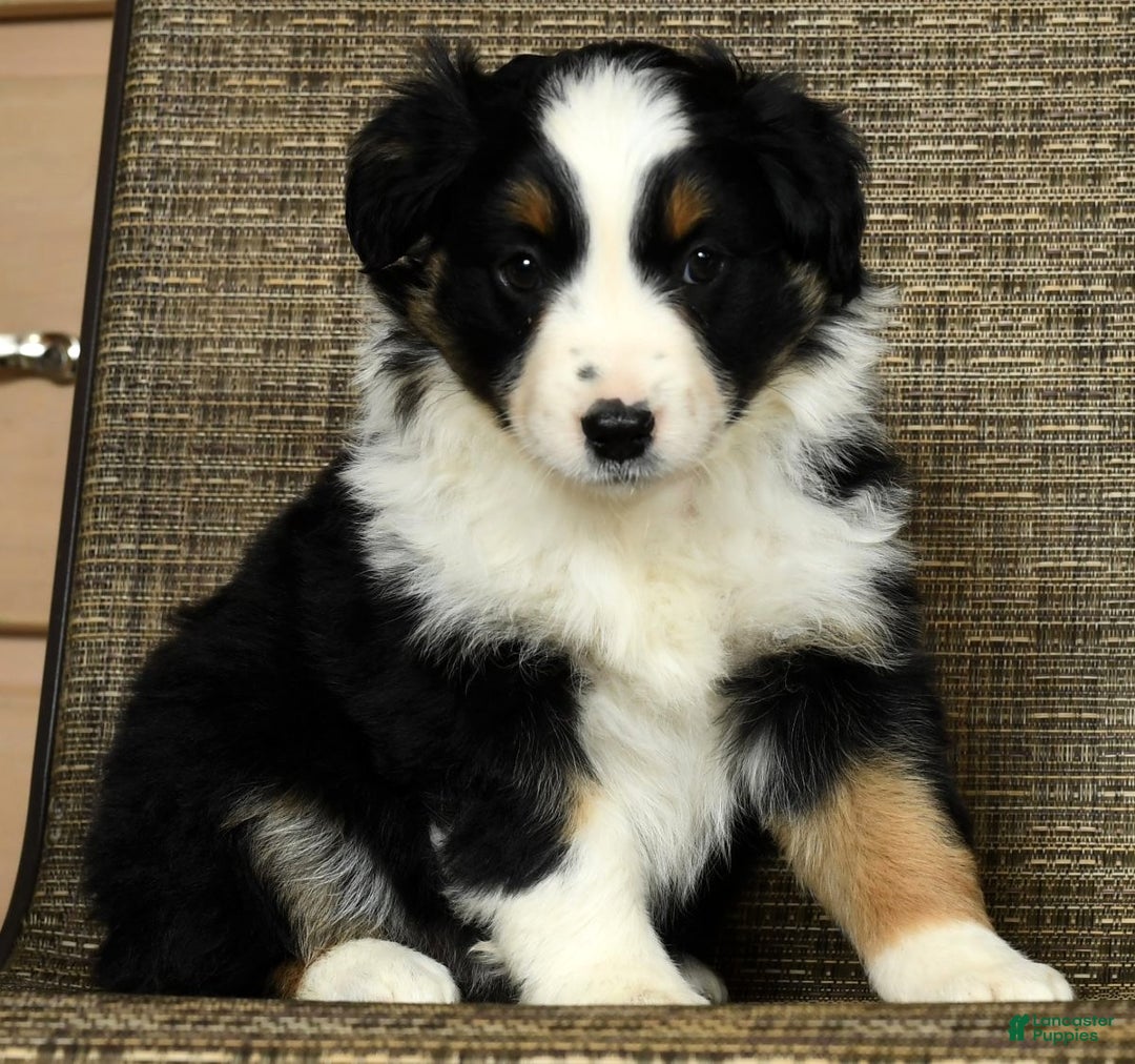 Miniature Australian Shepherd dogs for sale: Clove - Ad 3