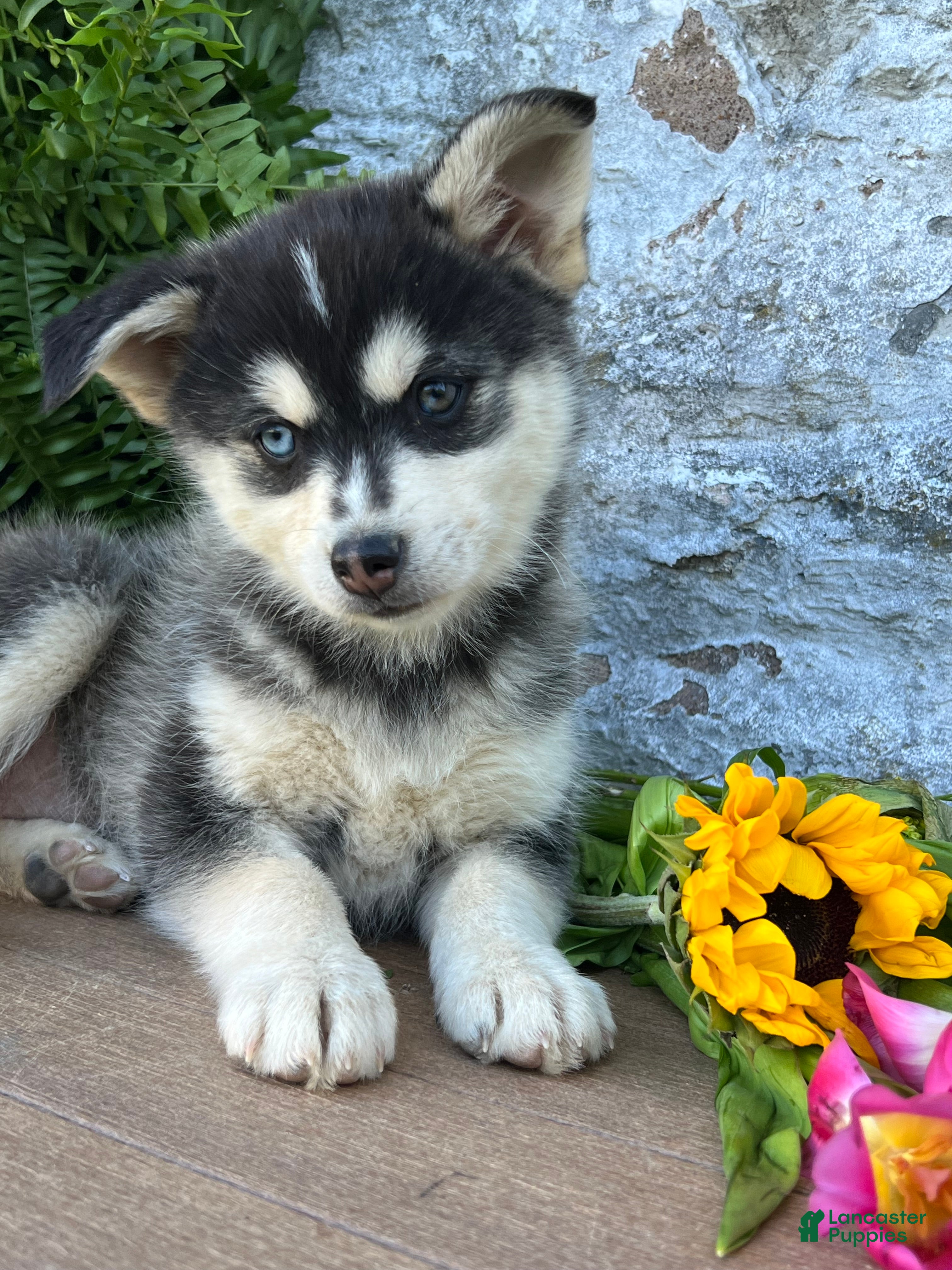 Pomsky dogs Lexi - Ad 1
