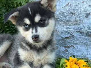 Pomsky dogs for sale: Lexi - Ad 2