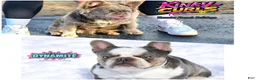 French Bulldog dogs for sale: French Bulldog 2 - Ad 8