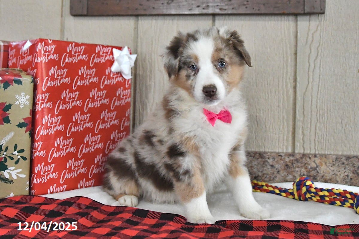 Australian Shepherd dogs Ginger - Ad 12
