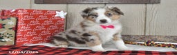 Australian Shepherd dogs for sale: Ginger - Ad 1
