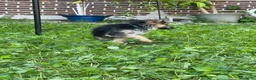 German Shepherd dogs for sale: Frack - Ad 2