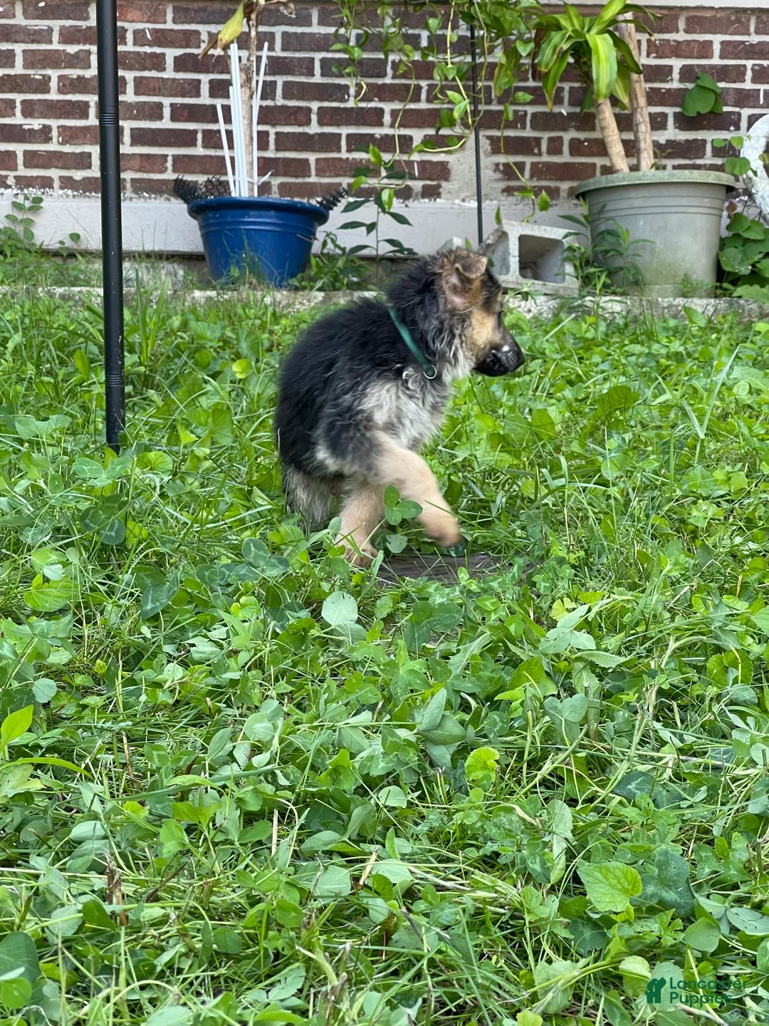 German Shepherd dogs for sale: Frack - Ad 2