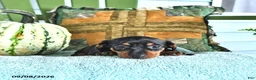 Miniature Dachshund dogs for sale: Jax - Ad 3
