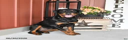Rottweiler dogs for sale: Riann - Ad 3