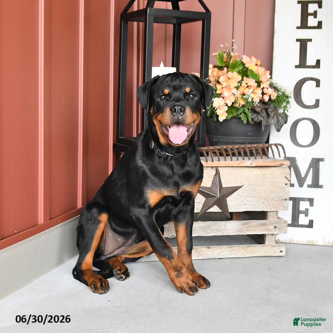 Rottweiler dogs for sale: Riann - Ad 3