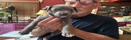 American Pit Bull Terrier dogs for sale: Sage - Ad 3