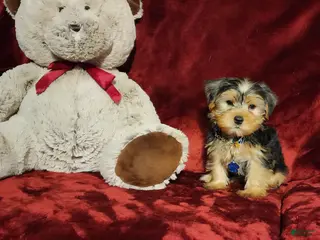 Yorkshire Terrier dogs TEDDY - Ad 11
