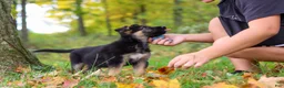 German Shepherd dogs for sale: Richard - Ad 1