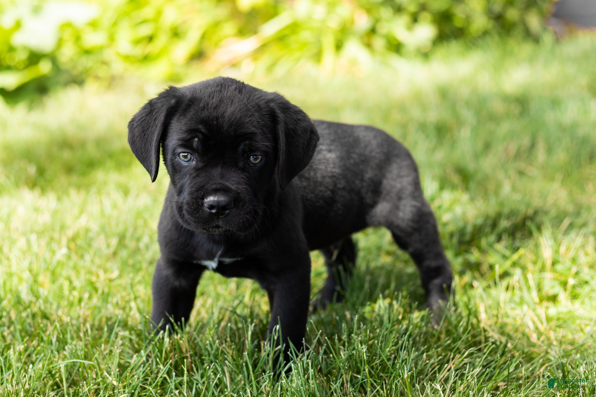 Cane Corso dogs Ace - Ad 22