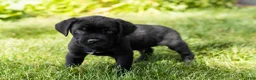 Cane Corso dogs for sale: Ace - Ad 1