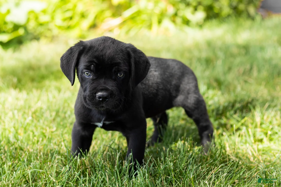 Cane Corso dogs for sale: Ace - Ad 1