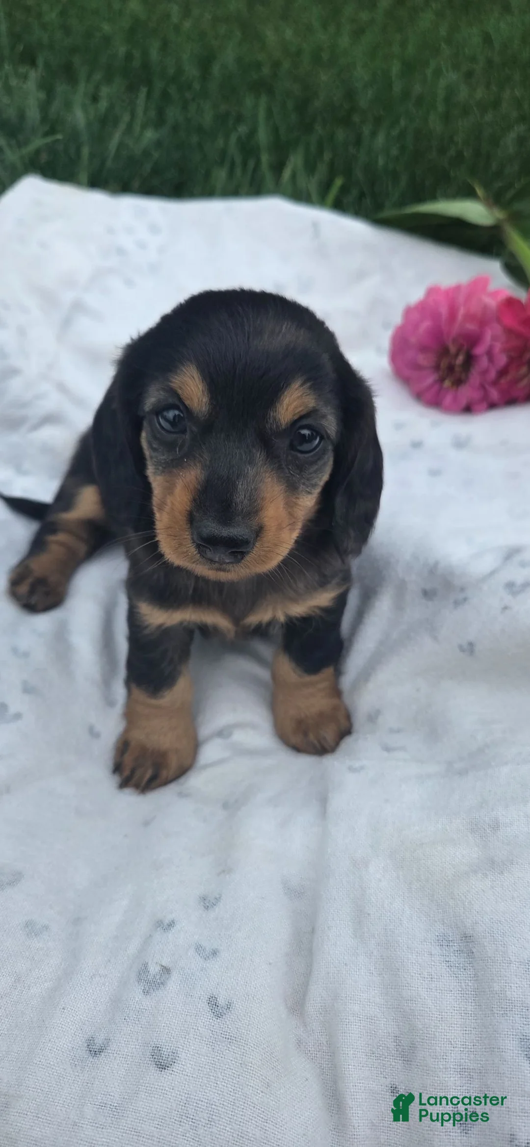 Miniature Dachshund dogs for sale: Jasmine - Ad 2
