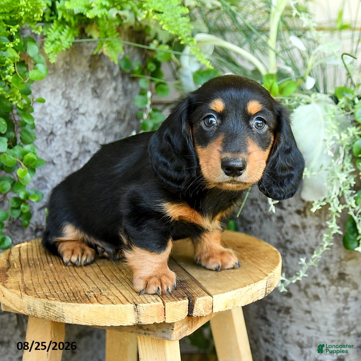 Miniature Dachshund dogs Erick - Ad 1