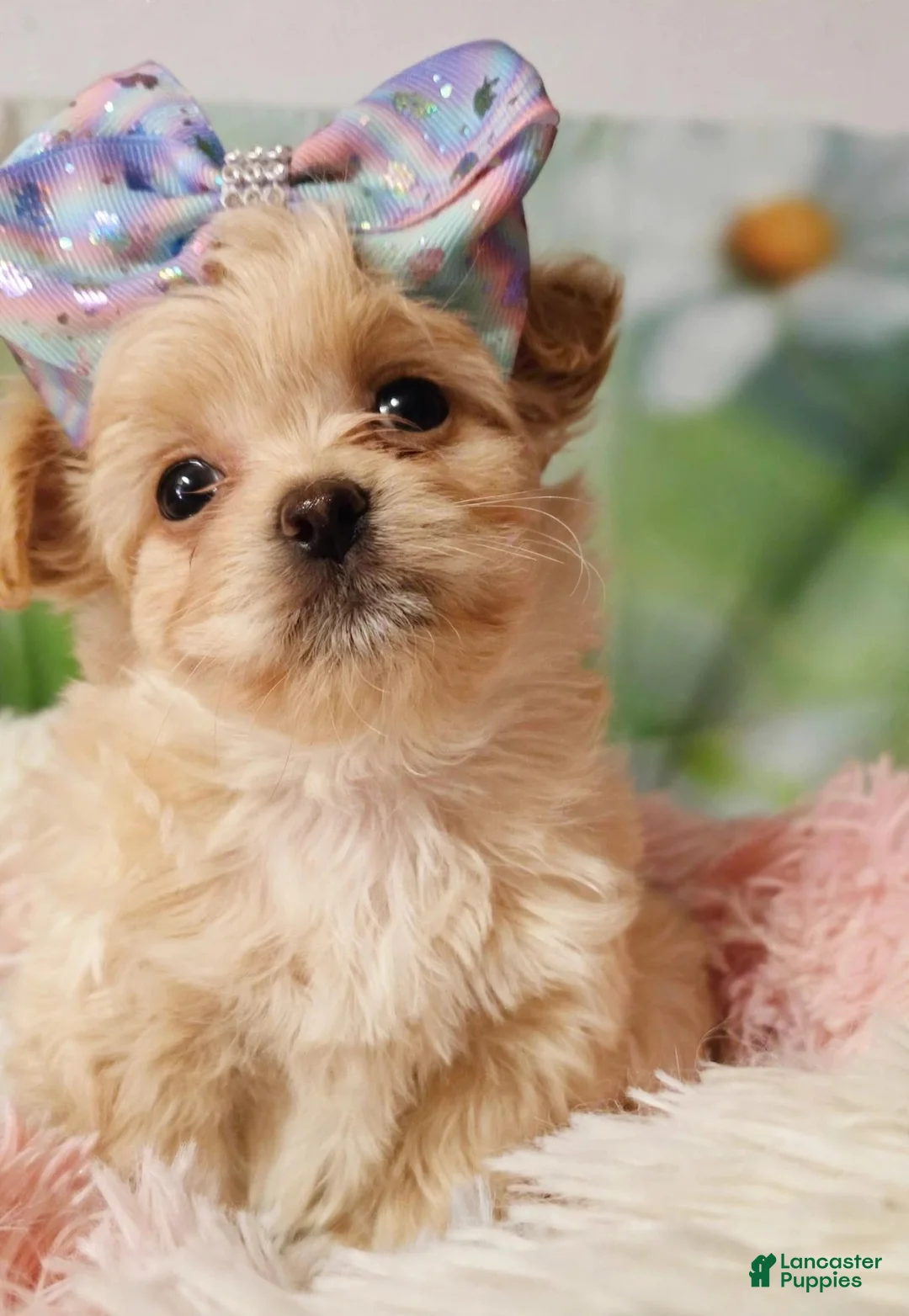 Havanese dogs for sale: Havanese 4 - Ad 2
