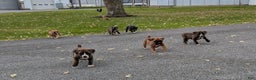 Boxer dogs for sale: Pax - Ad 4
