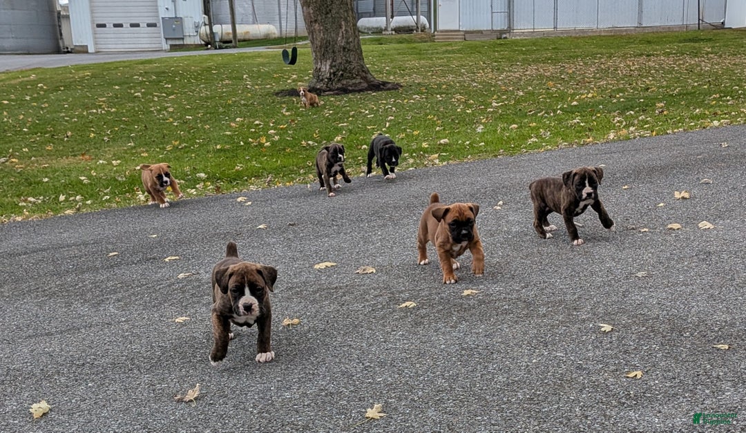 Boxer dogs for sale: Pax - Ad 4