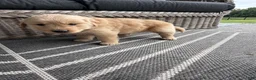 Golden Retriever dogs for sale: Hazel - Ad 15