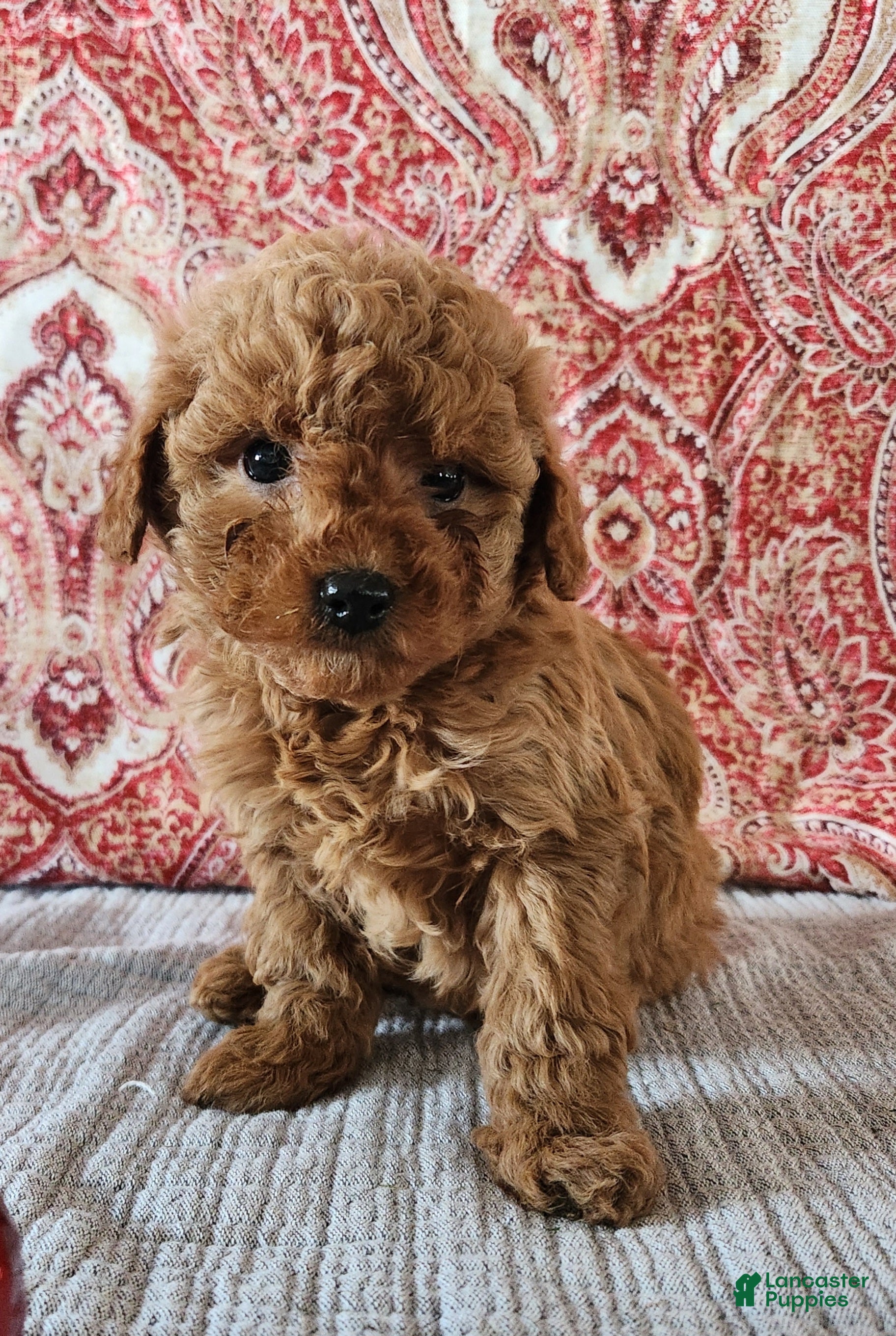 Mini Goldendoodle dogs Brook  - Ad 26