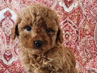 Mini Goldendoodle dogs Brook - Ad 42