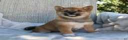 Shiba Inu dogs for sale: Lola - Ad 9