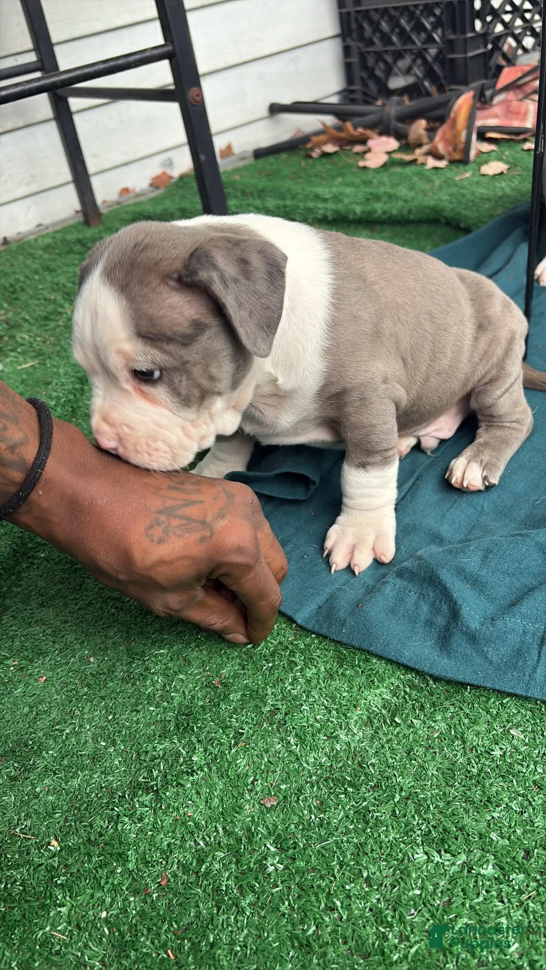 American Bully dogs for sale: American Bully Puppy 2 - Ad 1