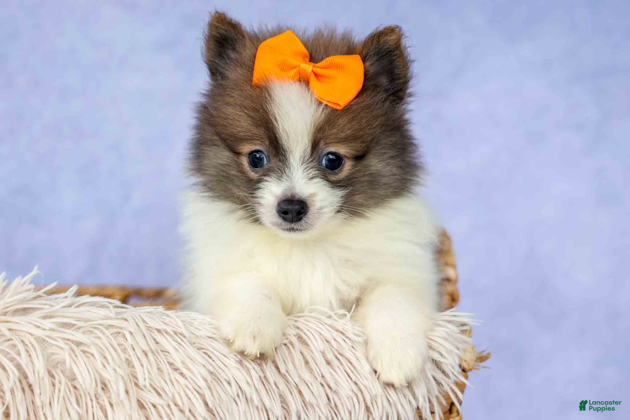 Pomeranian