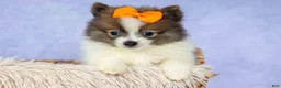 Pomeranian dogs for sale: Easton🐾 - Ad 1