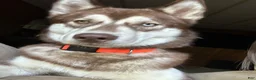 Gerberian Shepsky dogs for sale: Gerberian Shepsky 3 - Ad 5