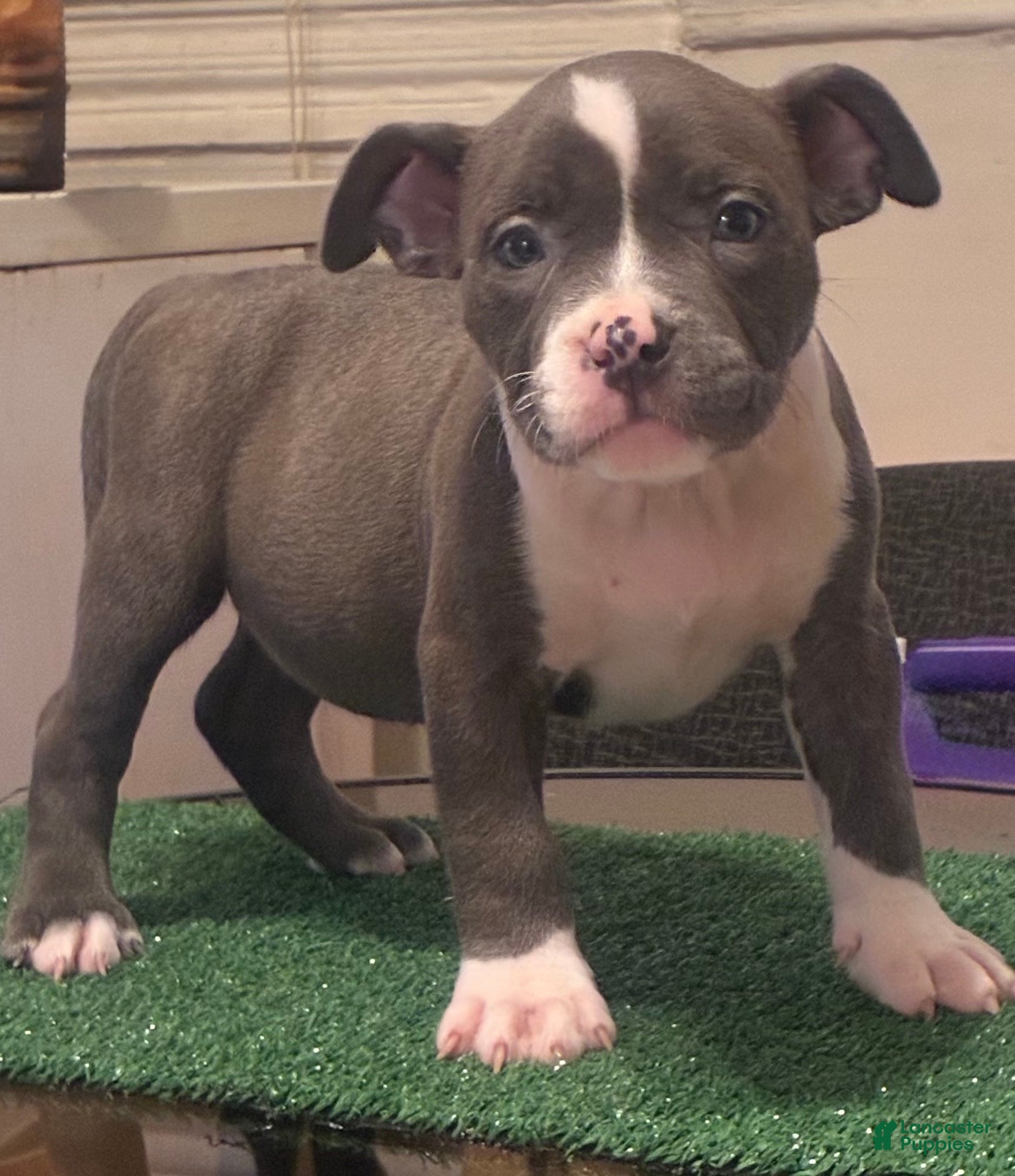 American Bully dogs for sale: American Bully 4 - Ad 1